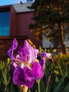 Purple iris on the flowerbed after the rain against the pine background in the evening Royalty Free Stock Photo