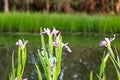 Purple Iris Flower in Lake Martin Louisiana Swamp Royalty Free Stock Photo