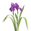 Purple Iris Flowers Royalty Free Stock Photo