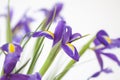 Purple iris flowers. Beautiful bouquet n soft white background Royalty Free Stock Photo