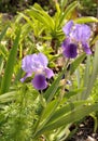 Purple Iris flowers in bloom Royalty Free Stock Photo