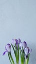 Purple iris flowers bouquet on light gray blurred background with soft natural lighting, aesthetic spring floral mobile Royalty Free Stock Photo