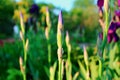 Purple iris flowers. Royalty Free Stock Photo