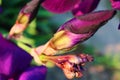 Purple iris flowers. Royalty Free Stock Photo