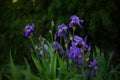 Purple iris flowers bush growing in a spring garden Royalty Free Stock Photo