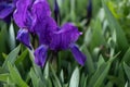 Purple iris flowers close-up on the background of a green garden. A sunny day. Large cultivated flowers of bearded iris Royalty Free Stock Photo