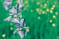 Purple iris flowers on deep green grass background Royalty Free Stock Photo