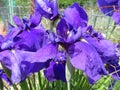 Purple Iris Flowers in Full Bloom in Spring Royalty Free Stock Photo