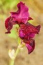 Purple iris flowers in the garden. Royalty Free Stock Photo