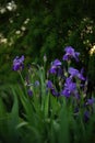 Purple iris flowers growing in evening spring garden Royalty Free Stock Photo