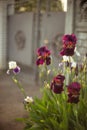 Purple iris flowers growing in a spring garden at sunset. Fence and gate in blurred background Royalty Free Stock Photo