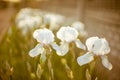 White iris flowers growing in a spring garden at sunset Royalty Free Stock Photo