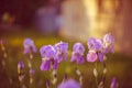 Purple iris flowers growing in a sunny spring garden at sunset Royalty Free Stock Photo