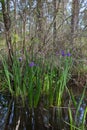 Purple iris flowers growing wild in Louisiana bayou swamp water