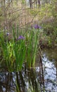 Purple iris flowers growing wild in Louisiana bayou swamp water Royalty Free Stock Photo