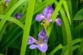 Purple Iris Flowers (Iris germanica) Royalty Free Stock Photo