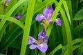 Purple Iris Flowers (Iris germanica)