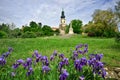 Purple iris flowers in park near Nitra`s castle Royalty Free Stock Photo