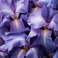 Purple Iris Flowers with Raindrops