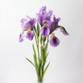 Purple Iris Flowers In Vase: Subtle Color Gradations For High-quality Commercial Photography