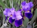 Purple iris flowers with water drops on petals after rain Royalty Free Stock Photo