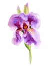 Purple Iris Flowers Royalty Free Stock Photo