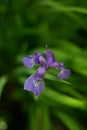 Purple iris is a fragrant wild orchid flower. Royal plant Royalty Free Stock Photo