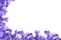 Purple Iris frame Royalty Free Stock Photo