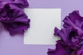 Purple iris frame with blank card with copyspace Royalty Free Stock Photo