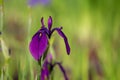 Purple iris on a green background, foliage Royalty Free Stock Photo