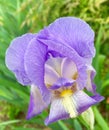 Purple Iris Royalty Free Stock Photo