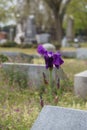 Close up of a purple iris at a cemetery Royalty Free Stock Photo