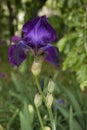 Purple iris in Hermannshof garden Royalty Free Stock Photo