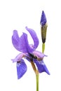 Purple iris isolated