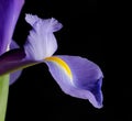 Purple iris macro