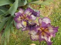 Purple Iris In The Morning