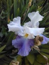 Purple Iris opening it`s pedals in sun Royalty Free Stock Photo