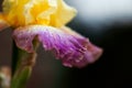 Purple Iris Petal Closeup Royalty Free Stock Photo