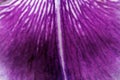Purple Iris Petal Macro Royalty Free Stock Photo