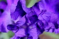 Purple Iris Petals