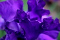 Purple Iris Petals