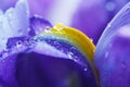 Purple Iris petals with water droplets Royalty Free Stock Photo