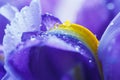 Purple Iris petals with water droplets Royalty Free Stock Photo