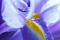 Purple Iris petals with water droplets Royalty Free Stock Photo