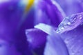 Purple Iris petals with water droplets Royalty Free Stock Photo