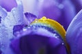 Purple Iris petals with water droplets Royalty Free Stock Photo