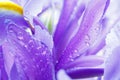 Purple Iris petals with water droplets Royalty Free Stock Photo