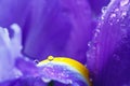 Purple Iris petals with water droplets Royalty Free Stock Photo