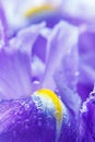 Purple Iris petals with water droplets Royalty Free Stock Photo