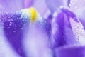 Purple Iris petals with water droplets